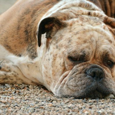 nalas-friends-become-a-foster.jpg