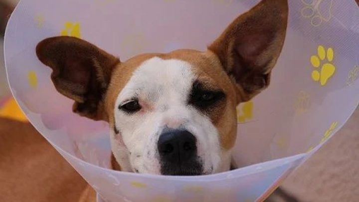 Sterilization Program